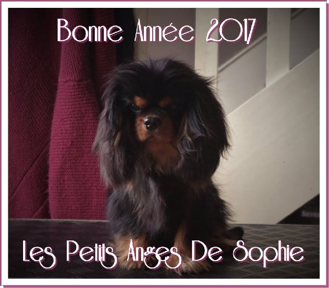 des petits Anges de Sophie - BONNE ANNEE 2017