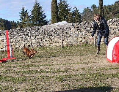 des petits Anges de Sophie - Georgia May se lance dans l'Agility 