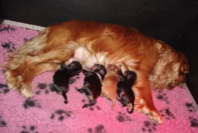 des petits Anges de Sophie - NOUVELLE NAISSANCE 