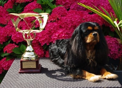 des petits Anges de Sophie - HOMOLOGATION DU TITRE DE CHAMPION DE FRANCE