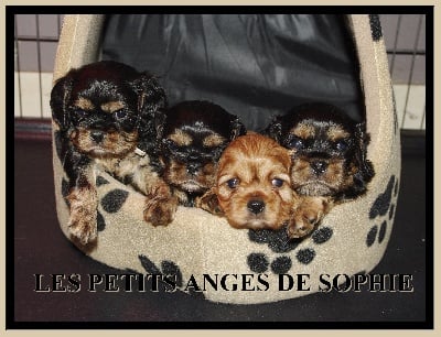 des petits Anges de Sophie - LES BEBES ONT 1 MOIS !!!!