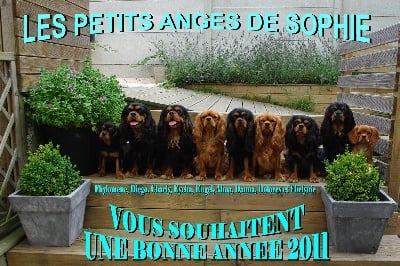 des petits Anges de Sophie - MEILLEURS VOEUX