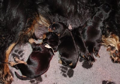 des petits Anges de Sophie - Les premiers bébés de Grissom sont nés