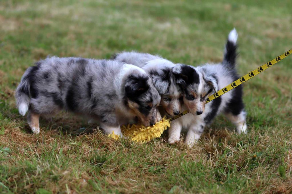 Chiot Shetland Sheepdog des bergers de la plaine