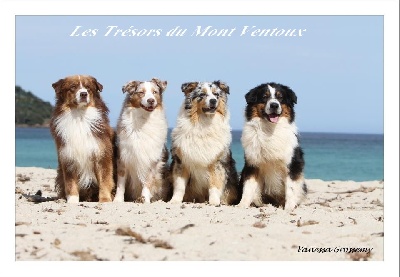 des Tresors du Mont Ventoux - NASH  BISCOTTE  DUNCAN  ET BOUBA