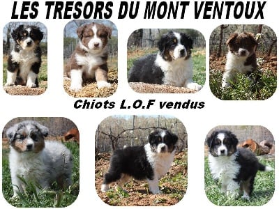 des Tresors du Mont Ventoux - RUBRIQUE CHIOTS