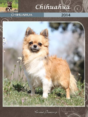 des Tresors du Mont Ventoux - MES CHIHUAHUAS DANS LE CALENDRIER 2014