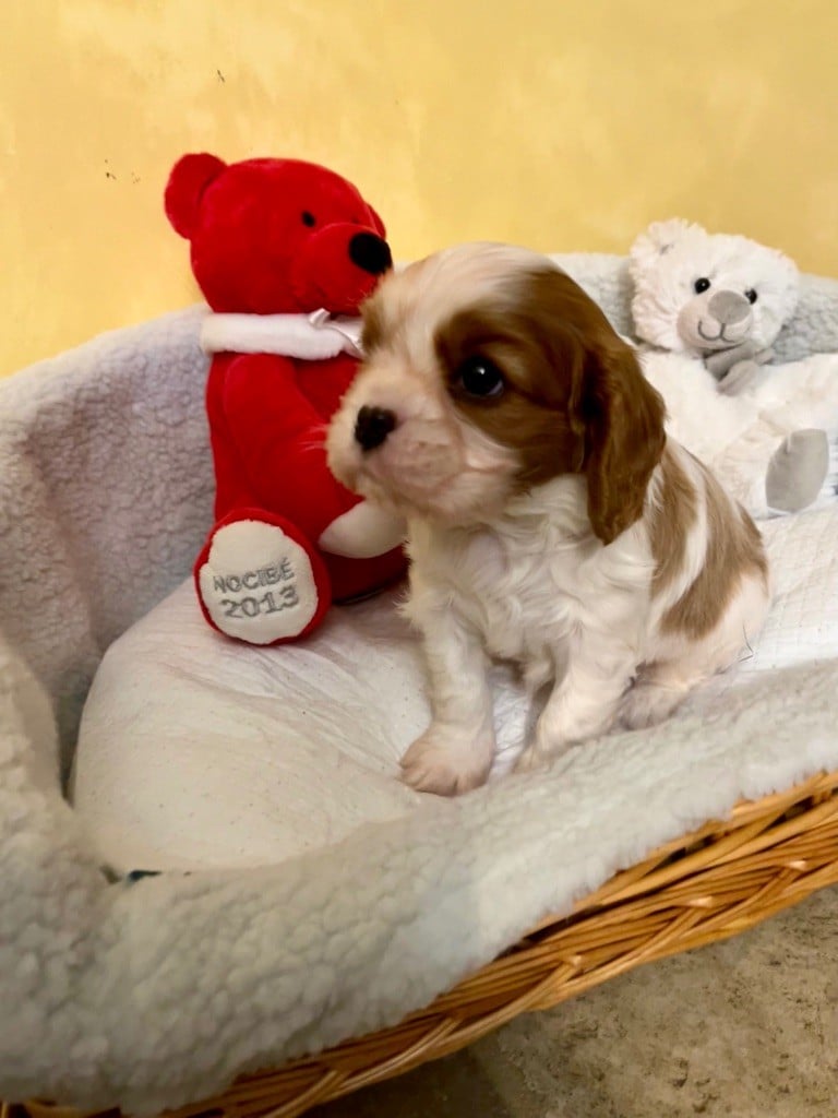 du Clos d'elphigny - Cavalier King Charles Spaniel - Portée née le 21/10/2022