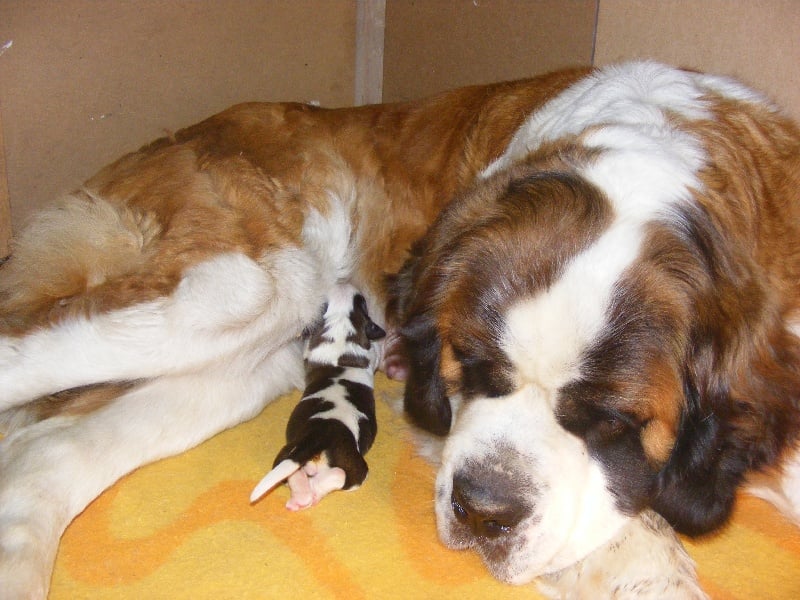 Chiot Chien du Saint-Bernard du rocher des Samarry