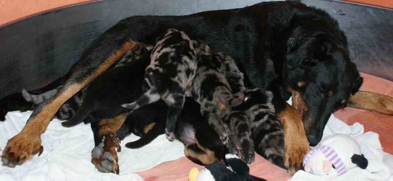 Chiot Berger de Beauce des feux celestes