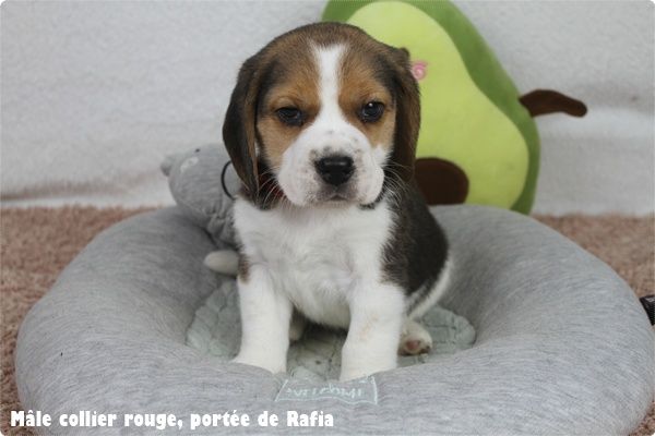 du clos du bonheur - Chiots disponibles - Beagle