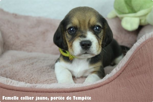 Collier jaune