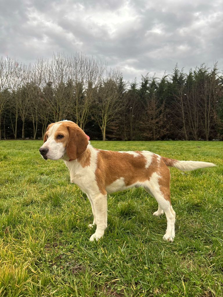 Chiot Beagle du clos du bonheur