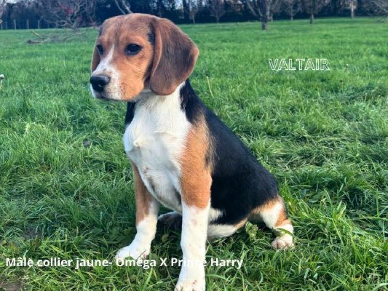 Chiot Beagle du clos du bonheur