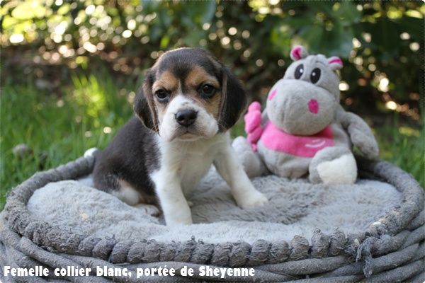 du clos du bonheur - Chiots disponibles - Beagle