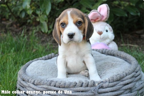 du clos du bonheur - Chiots disponibles - Beagle