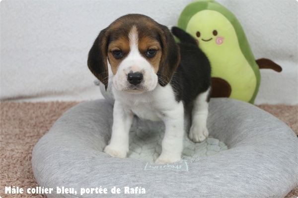 du clos du bonheur - Chiots disponibles - Beagle