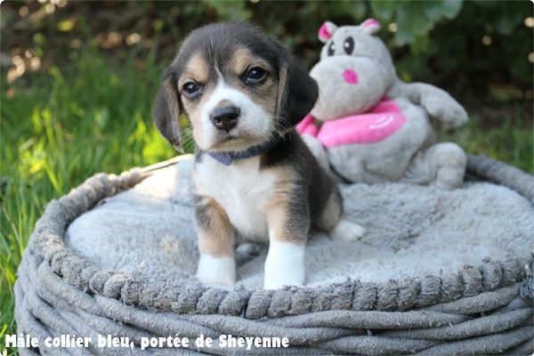 du clos du bonheur - Chiots disponibles - Beagle