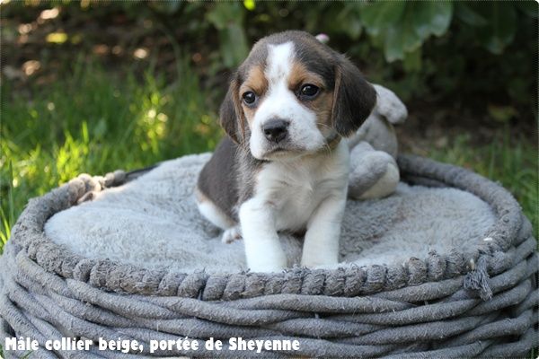 du clos du bonheur - Chiots disponibles - Beagle