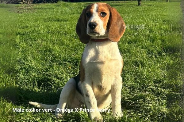 du clos du bonheur - Chiots disponibles - Beagle