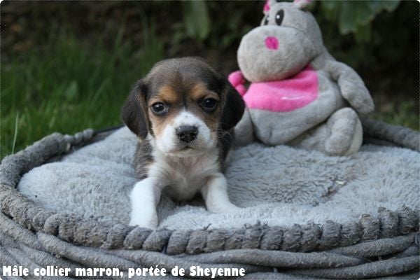 du clos du bonheur - Chiots disponibles - Beagle