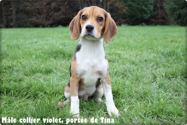 du clos du bonheur - Chiots disponibles - Beagle