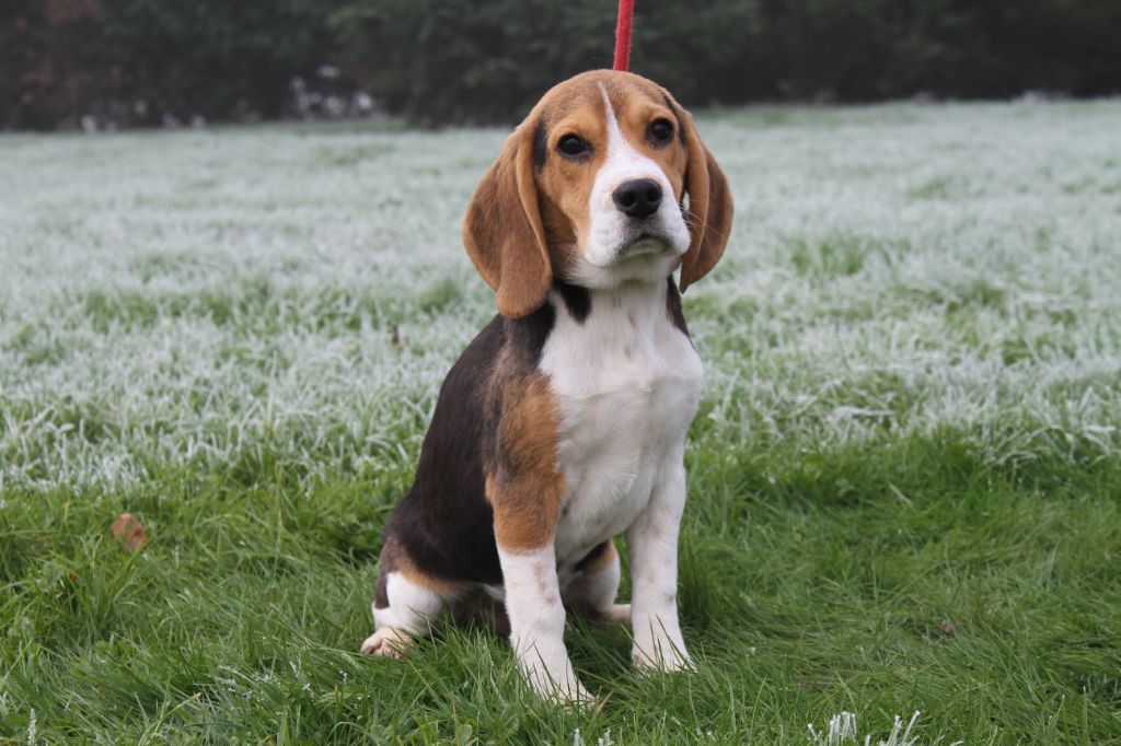 Chiot Beagle du clos du bonheur