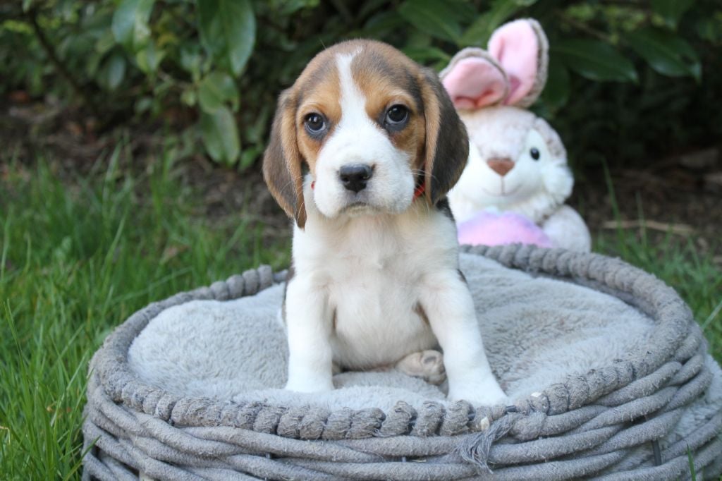 Chiot Beagle du clos du bonheur