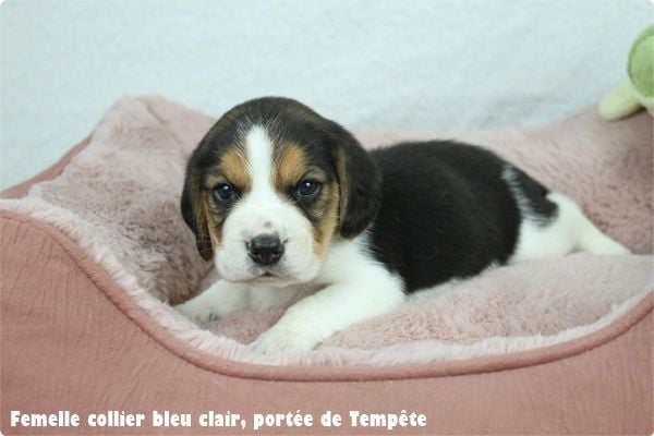 du clos du bonheur - Chiots disponibles - Beagle