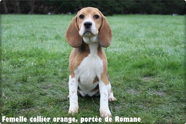 du clos du bonheur - Chiots disponibles - Beagle