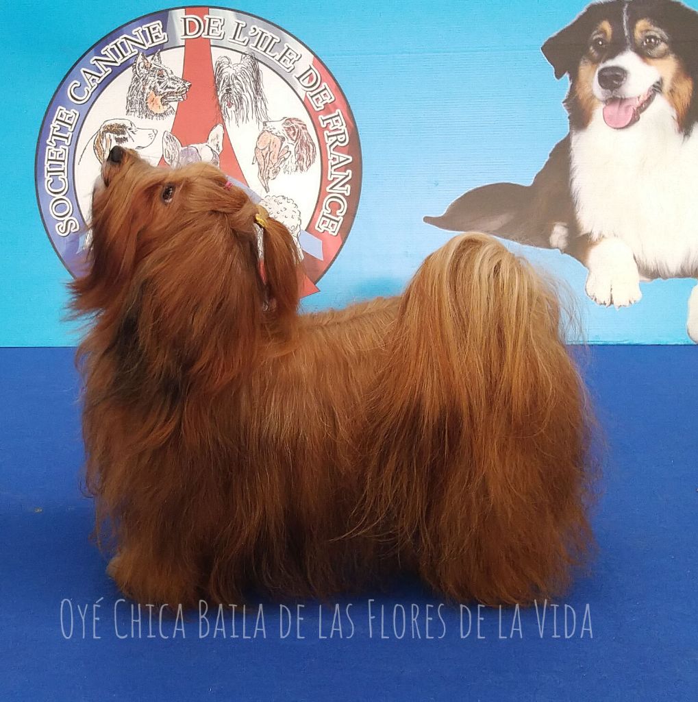 de las flores de la vida - Exposition Nationale Paris Dog Show