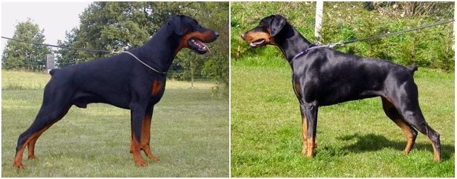 Chiot Dobermann du Parc des marais d'Opale