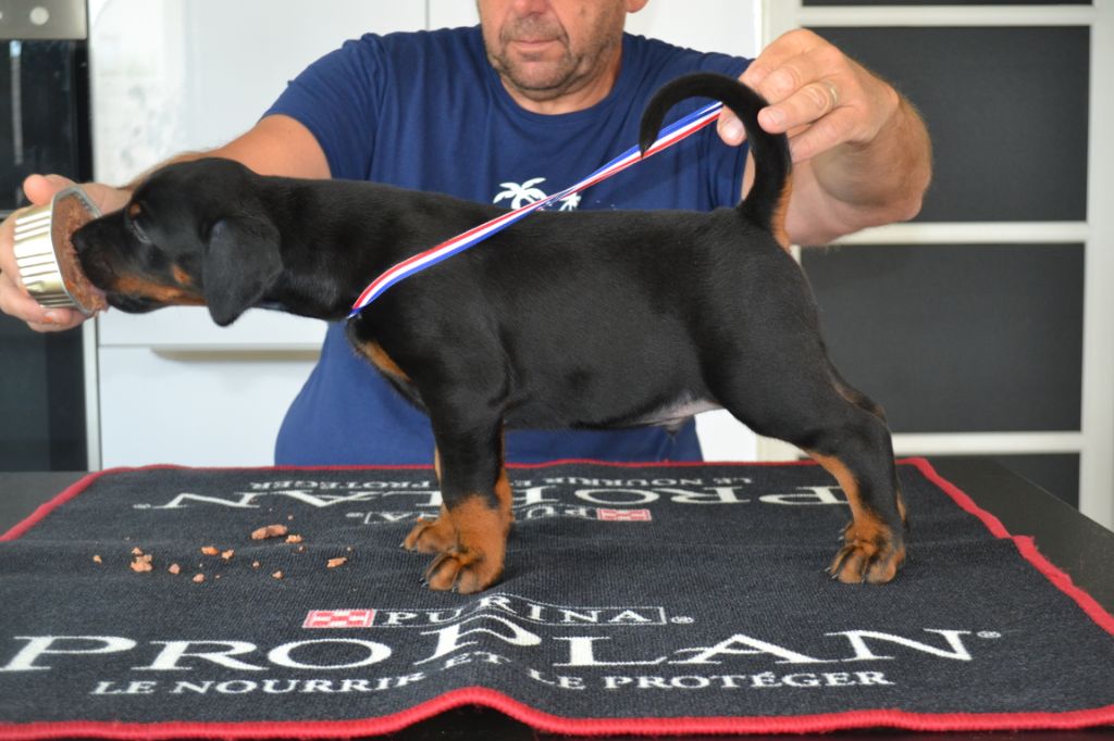 du Parc des marais d'Opale - Dobermann - Portée née le 06/07/2020