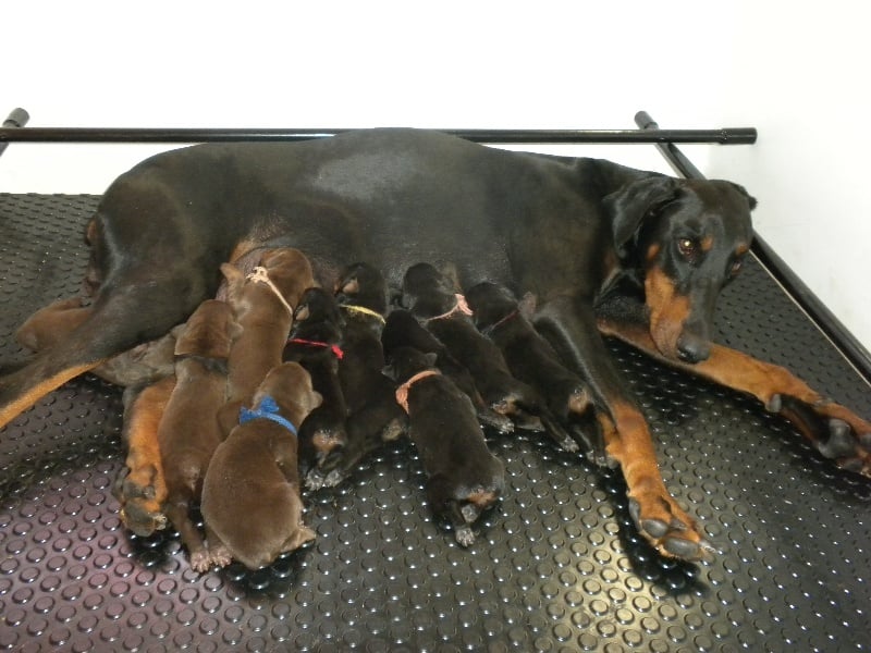 Chiot Dobermann du Parc des marais d'Opale