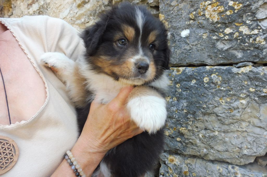 magnifique portée de chiots bergers australiens