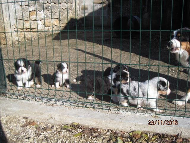 des bergers de rocamadour - Berger Australien - Portée née le 23/10/2016