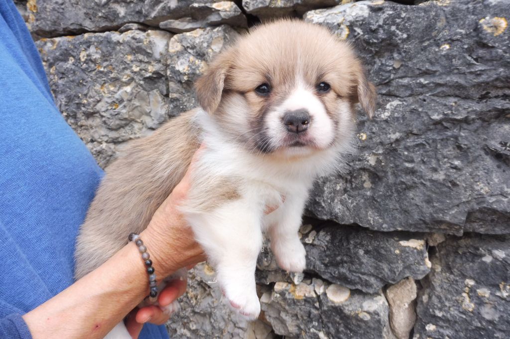 des bergers de rocamadour - Chiots disponibles - Welsh Corgi Pembroke