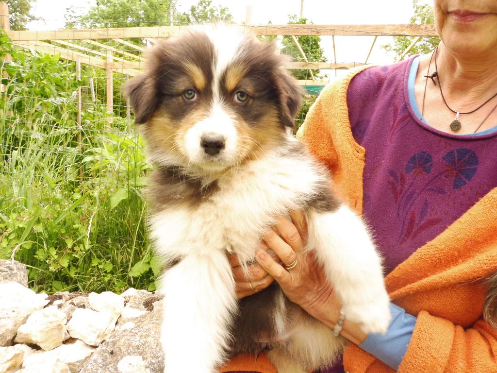 des bergers de rocamadour - Chiots disponibles - Berger Australien