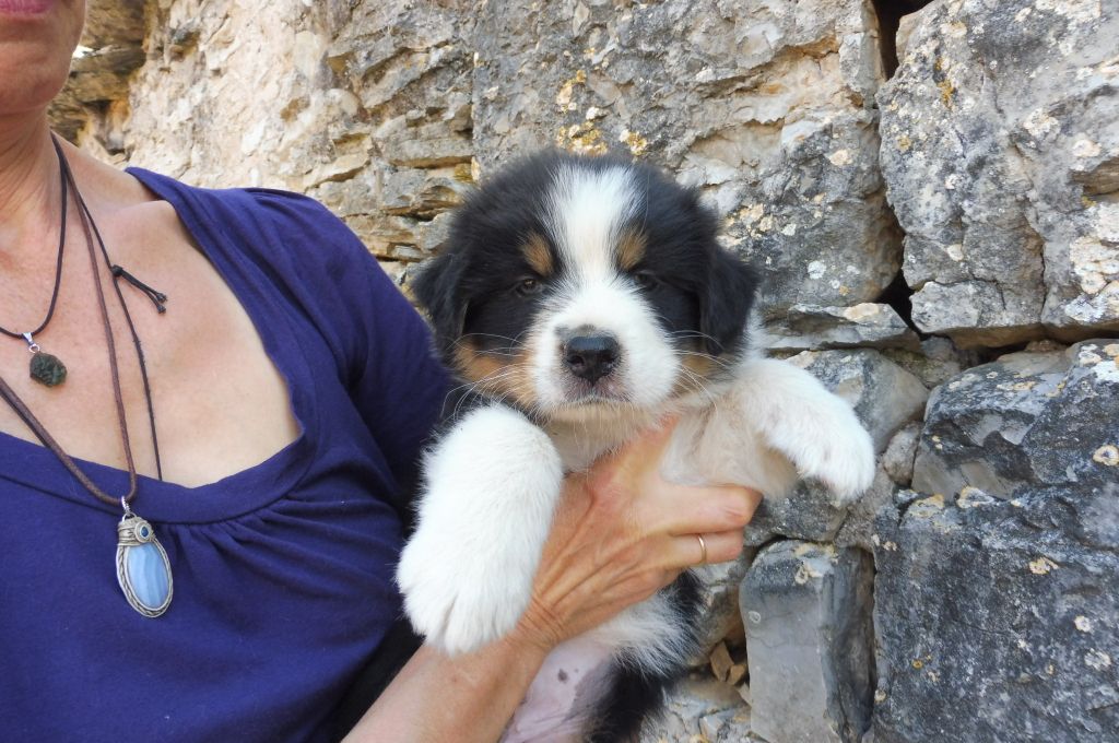 des bergers de rocamadour - Berger Australien - Portée née le 14/06/2019