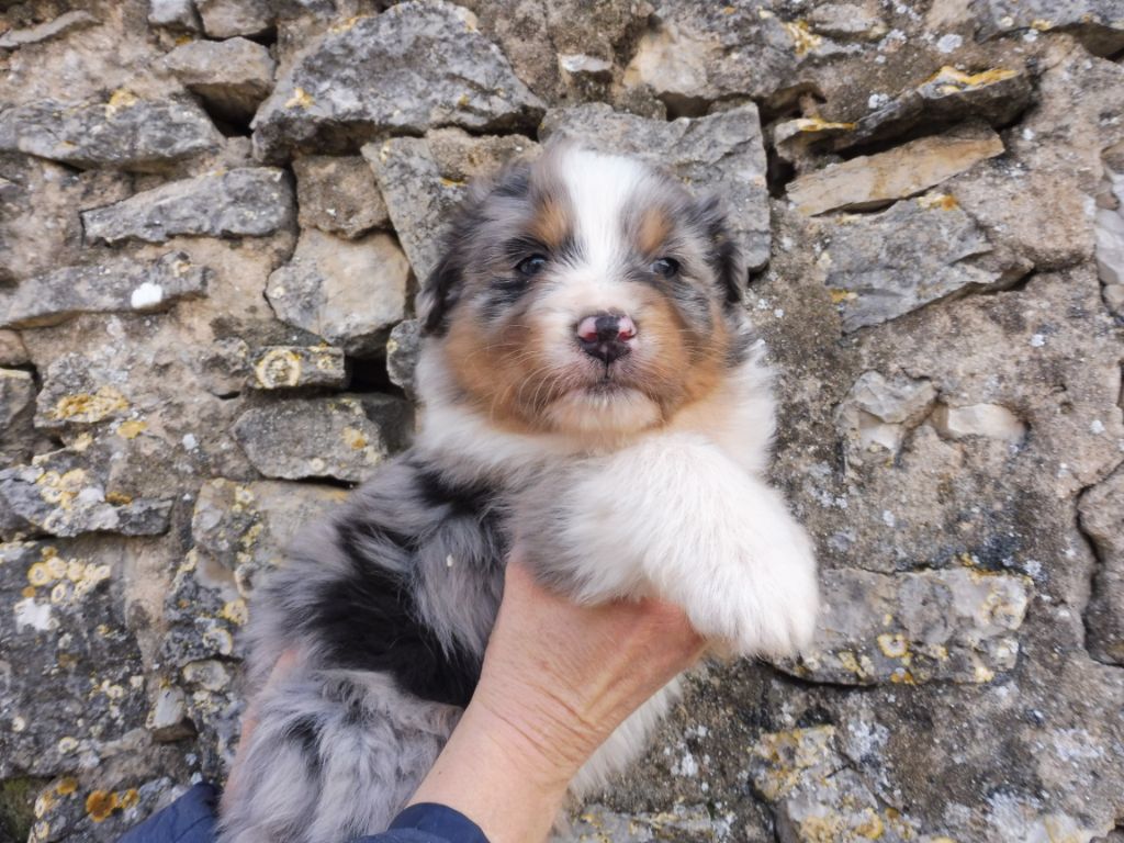 des bergers de rocamadour - Berger Australien - Portée née le 30/01/2019