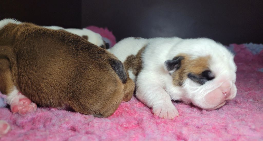 De la Cour des Molosses - Chiots disponibles - Bulldog Anglais