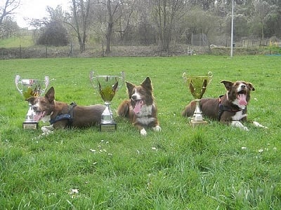 du Domaine du Baschberri - Championnat d'Alsace de Flyball 2011