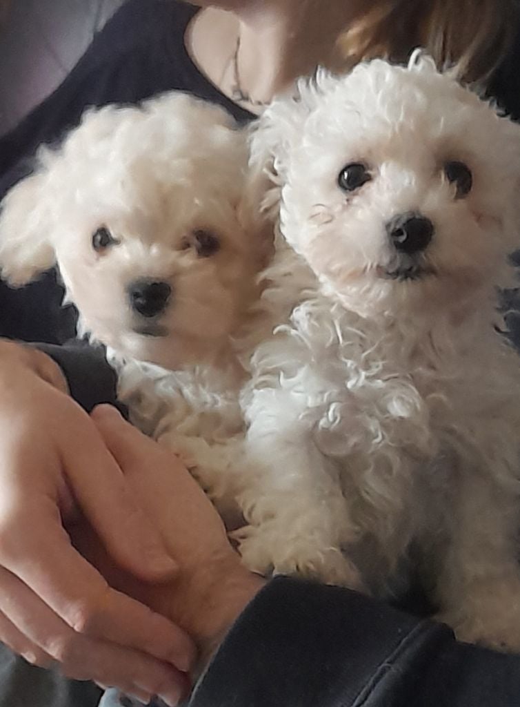 Chiot Bichon Bolonais Bojangels