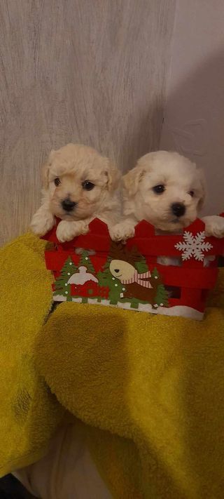 Chiot Bichon Bolonais Bojangels