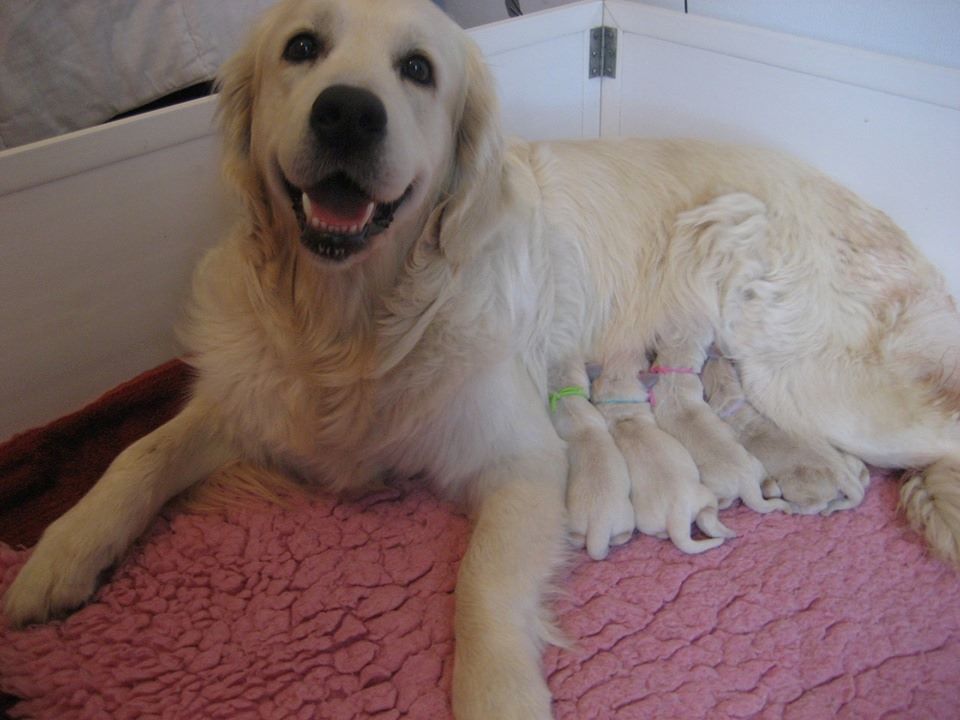 Bojangels - Golden Retriever - Portée née le 12/05/2019