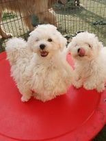 Chiot Bichon Bolonais Bojangels