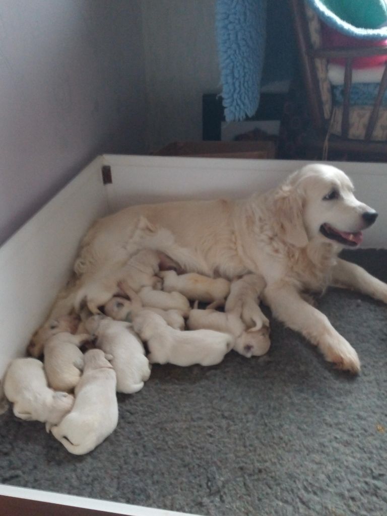 Chiot Golden Retriever Bojangels