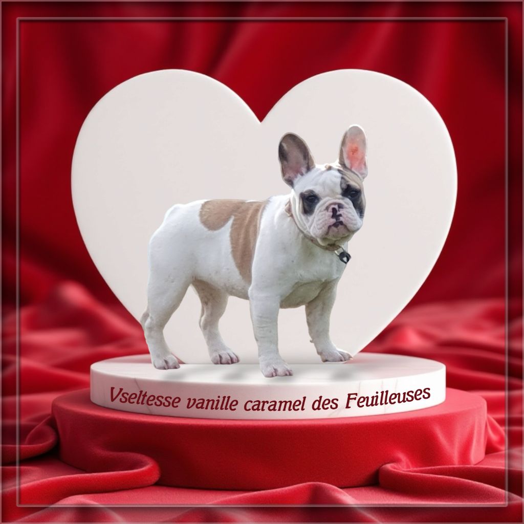 des Feuilleuses - Chiots disponibles - Bouledogue français