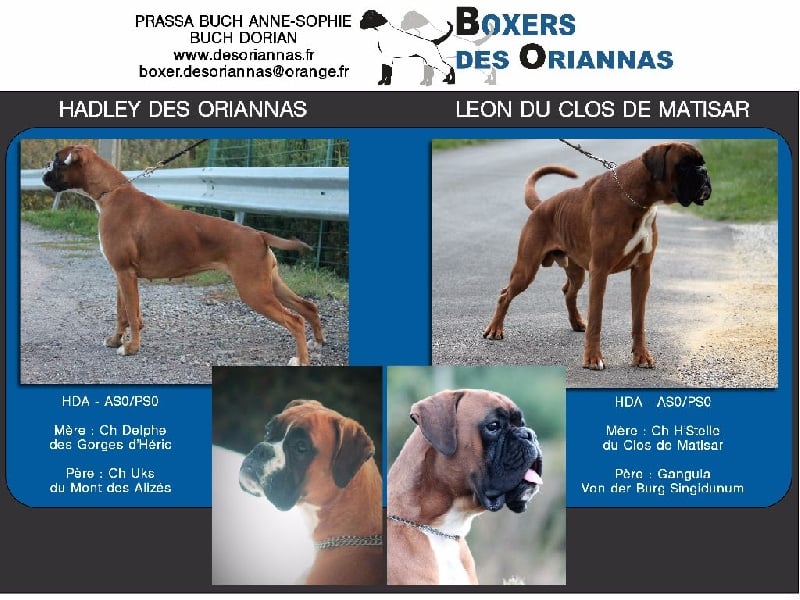 des Oriannas - Boxer - Portée née le 13/12/2016