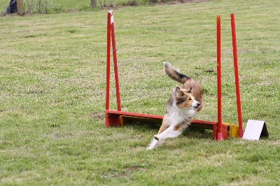 des loups de l'isengard - CHAMPIONNAT REGIONAL D'AGILITY